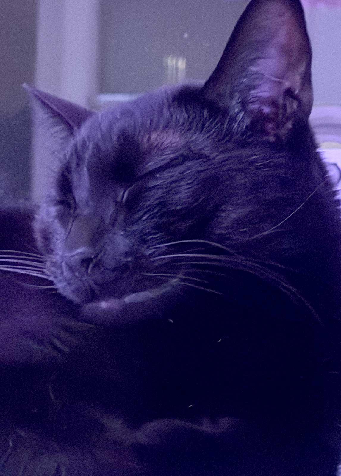 Pablano Pepper