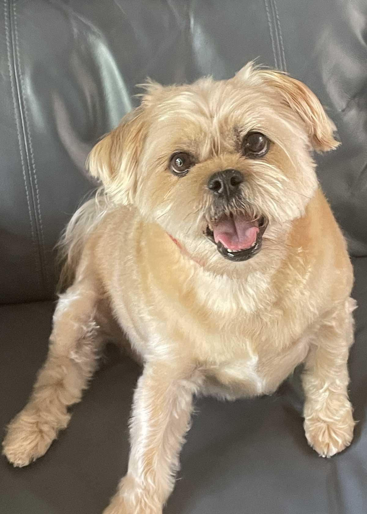Gizmo