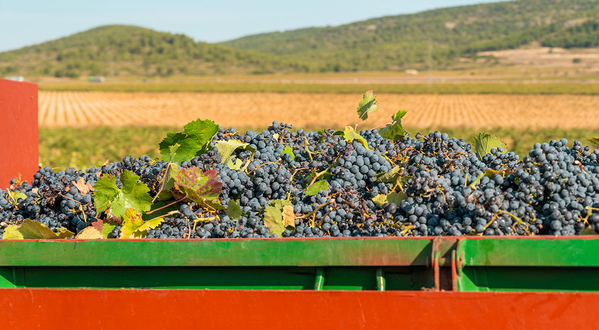 What Is Dry Farming Wine?