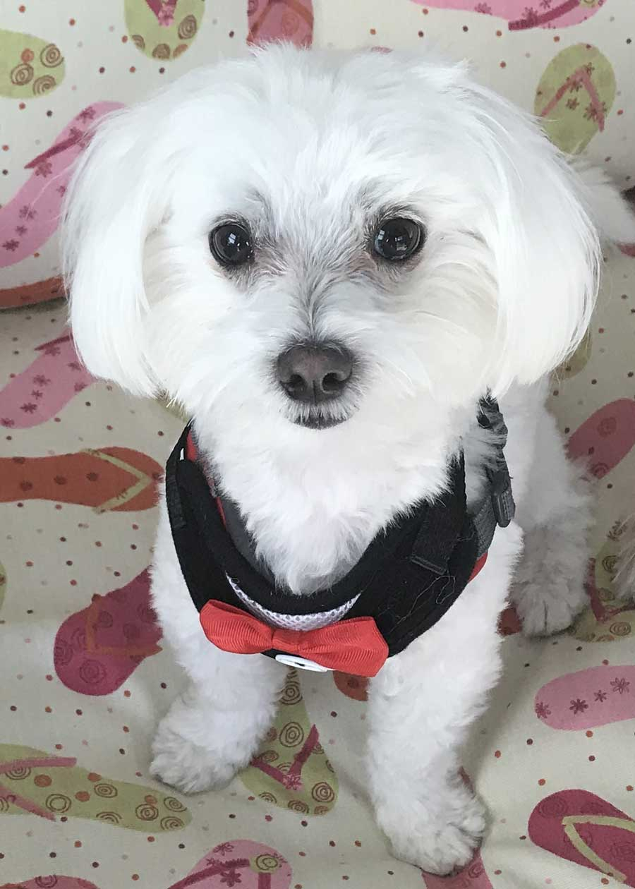 Augie