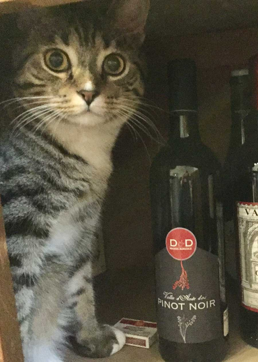 Bodhi