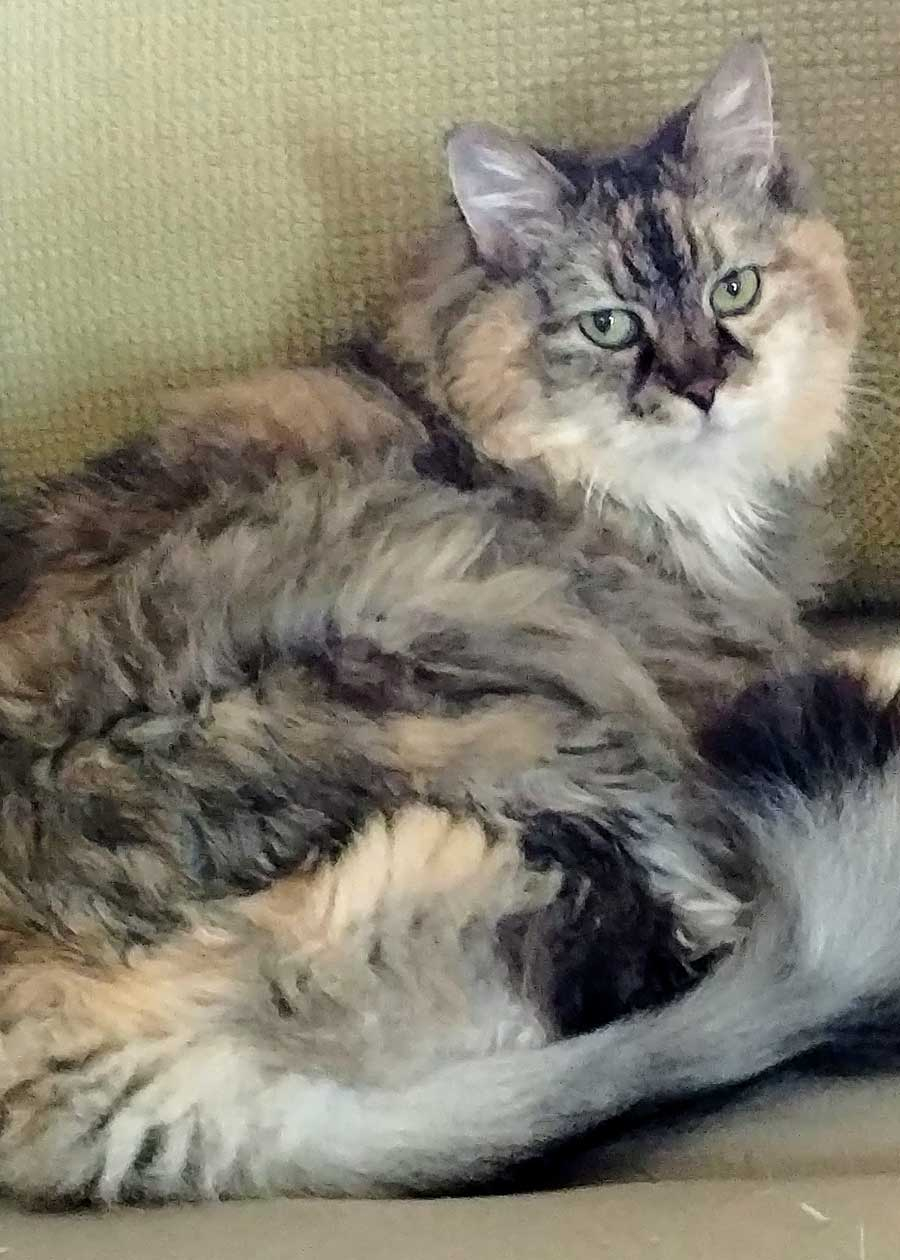 Willow