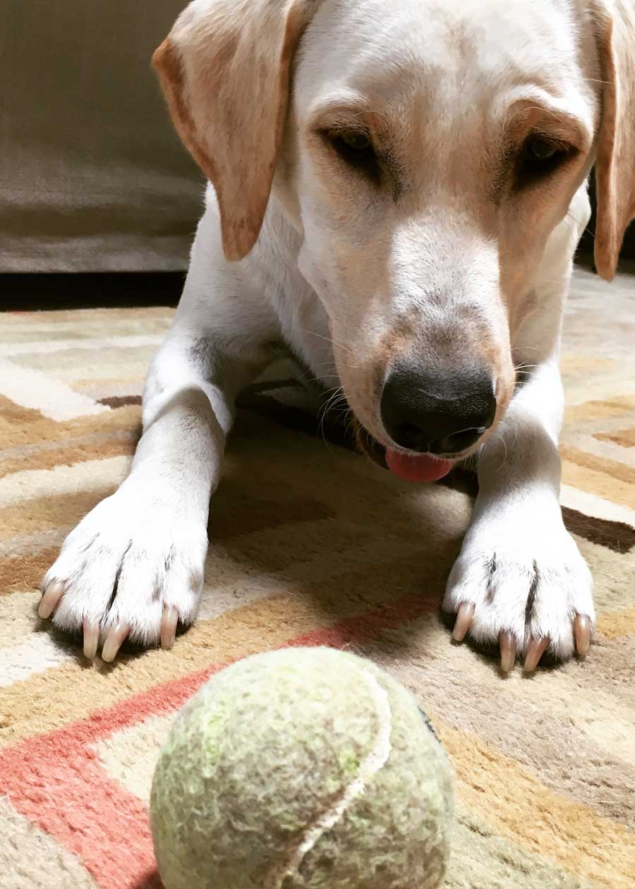 Heidi
