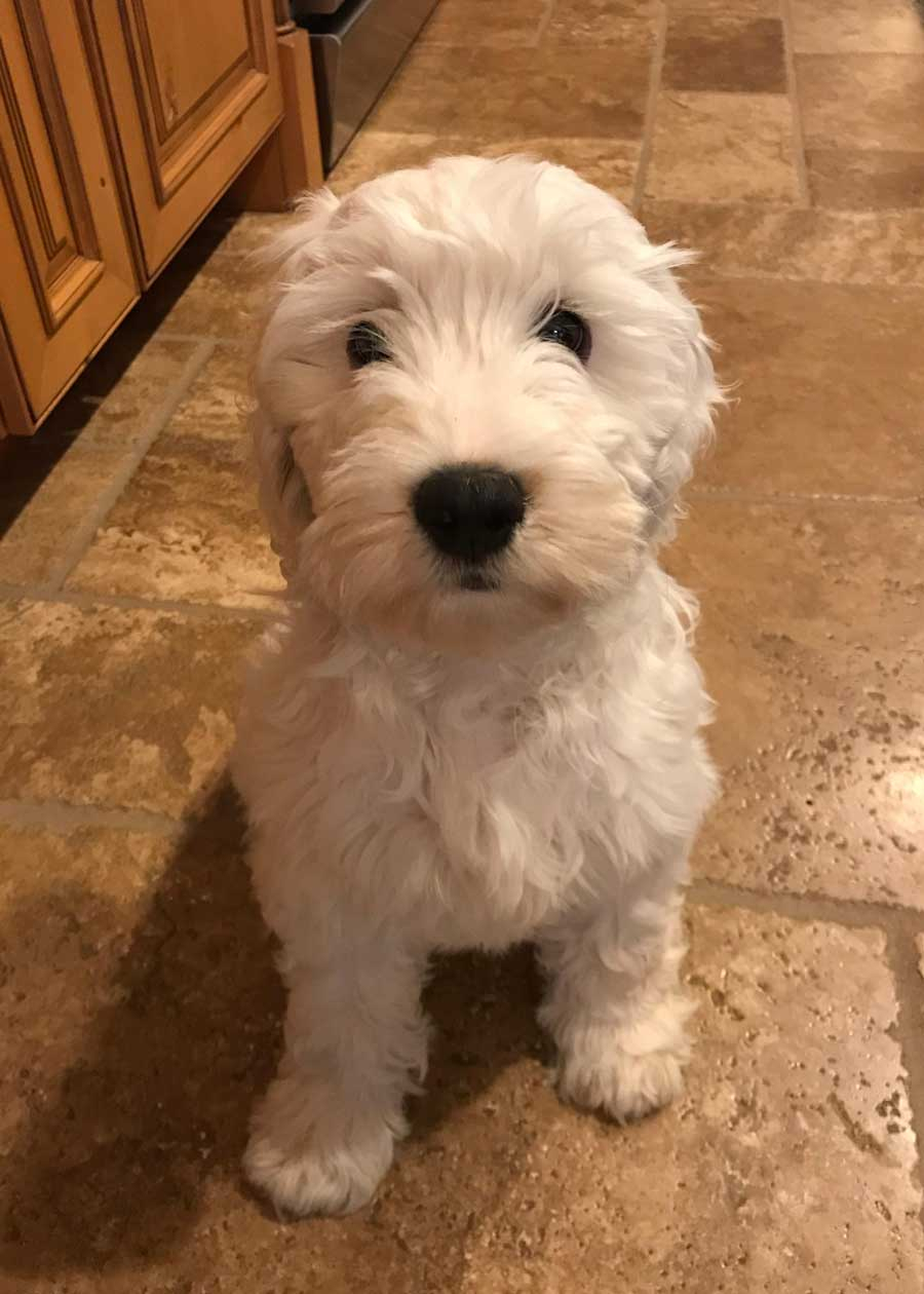 Ziggy