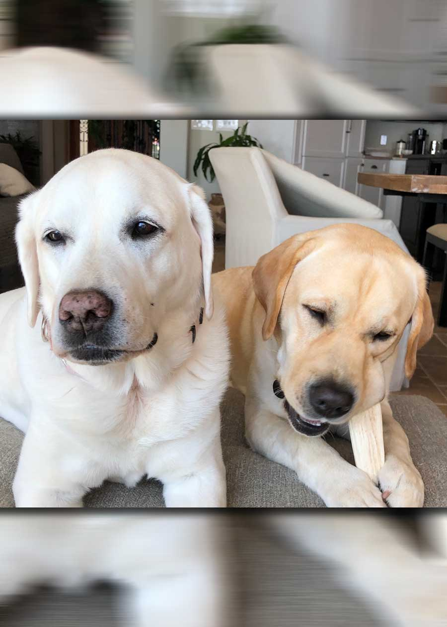 Luce and Vito