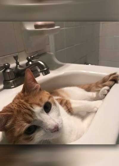 Little Guy