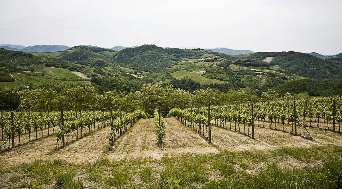 Terroir And Wine: How Soil Influences Flavor