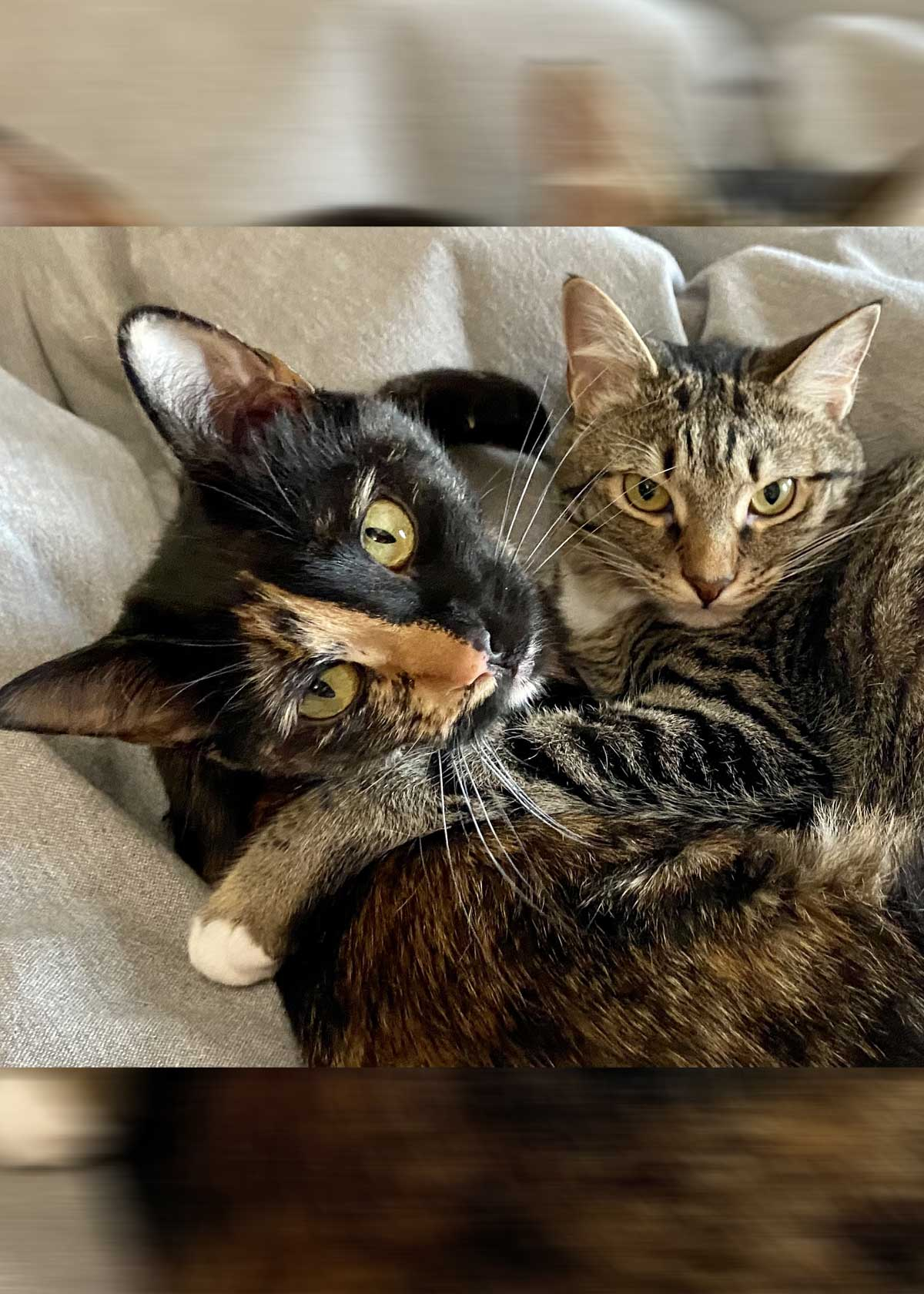 Zoe and Ginger