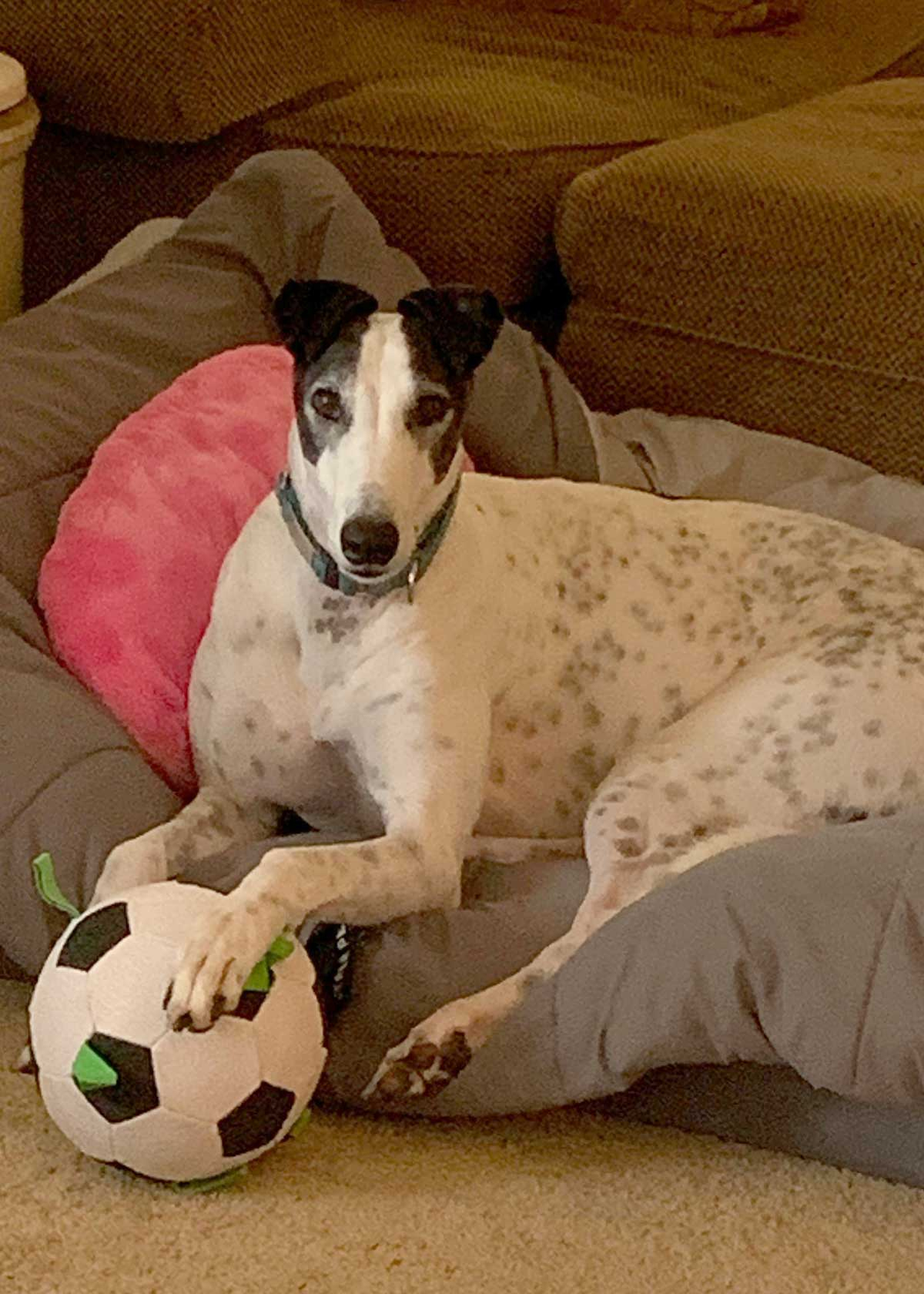 Tom