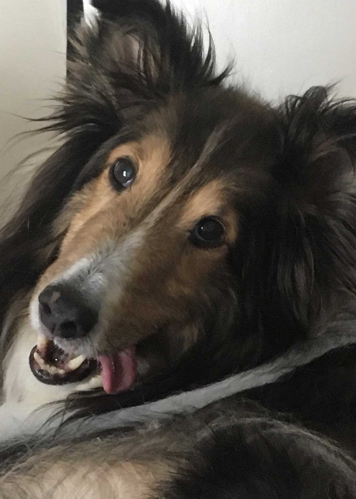 Louie