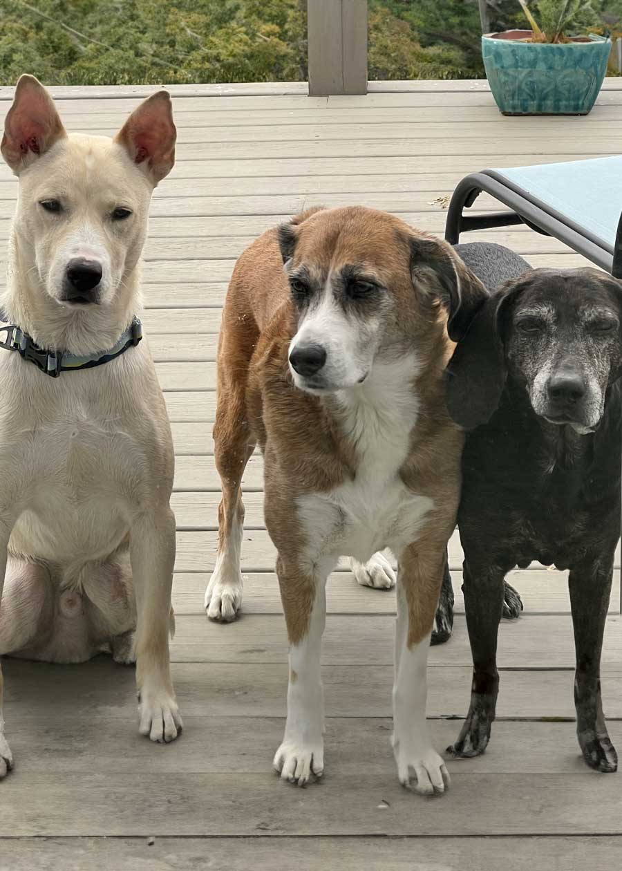 Rex, Jessie, & Woody