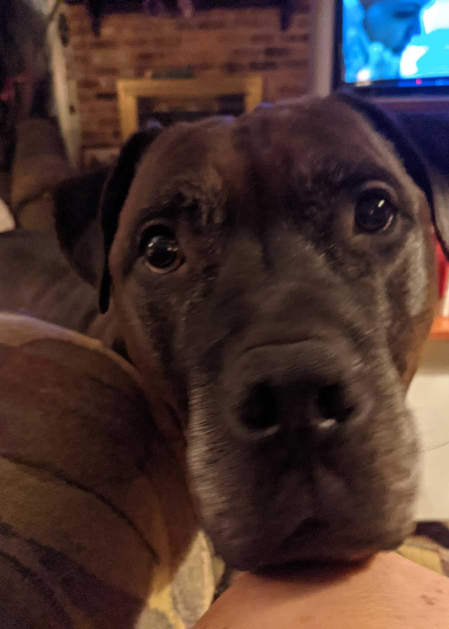 Jackson Bigly Brownie