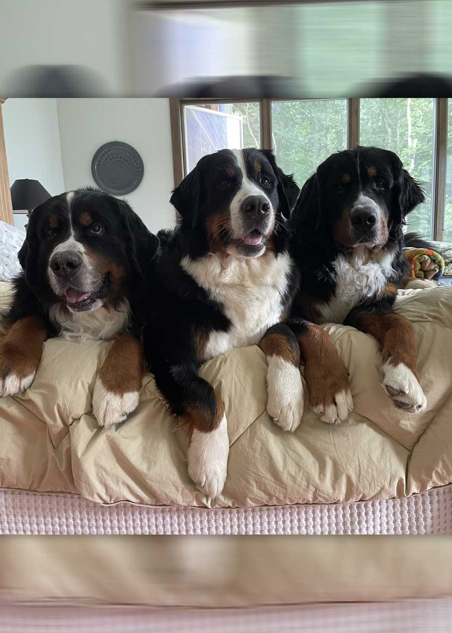 Favor, Cello and Bishop