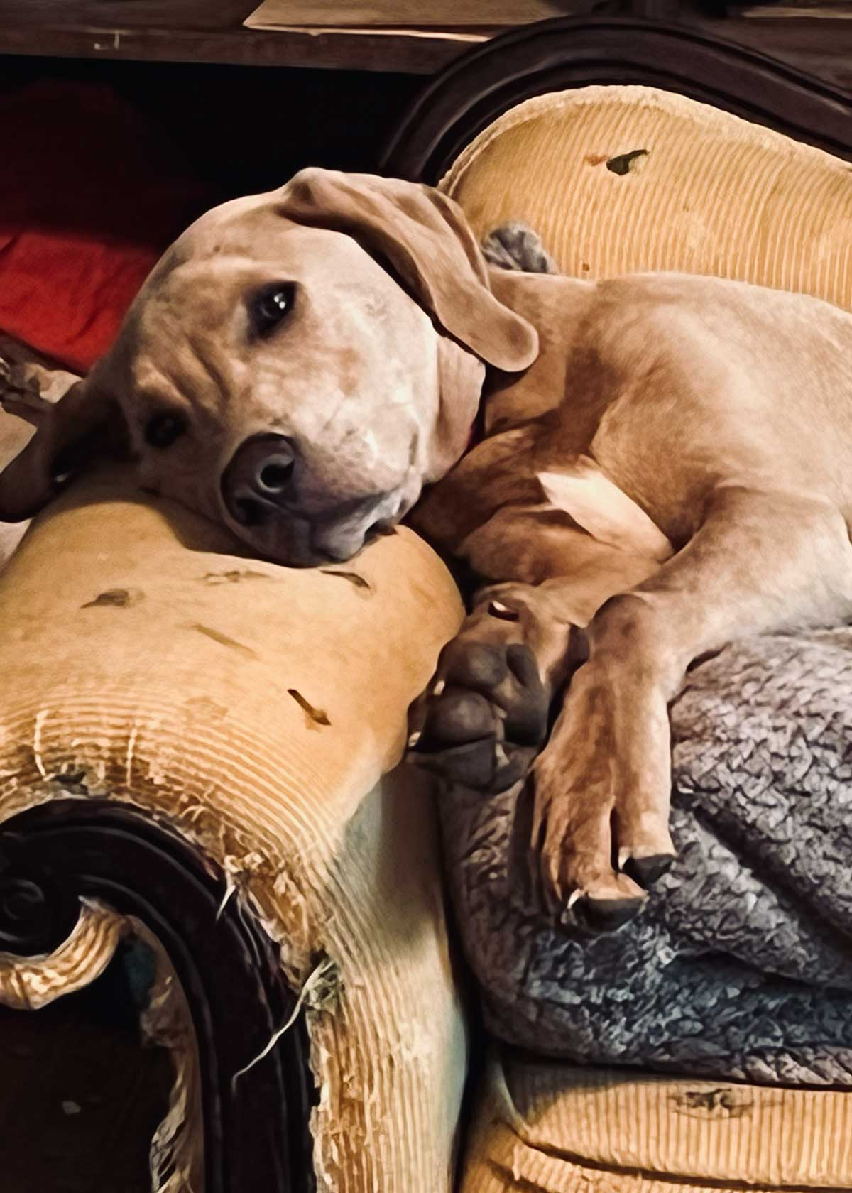 Leo 