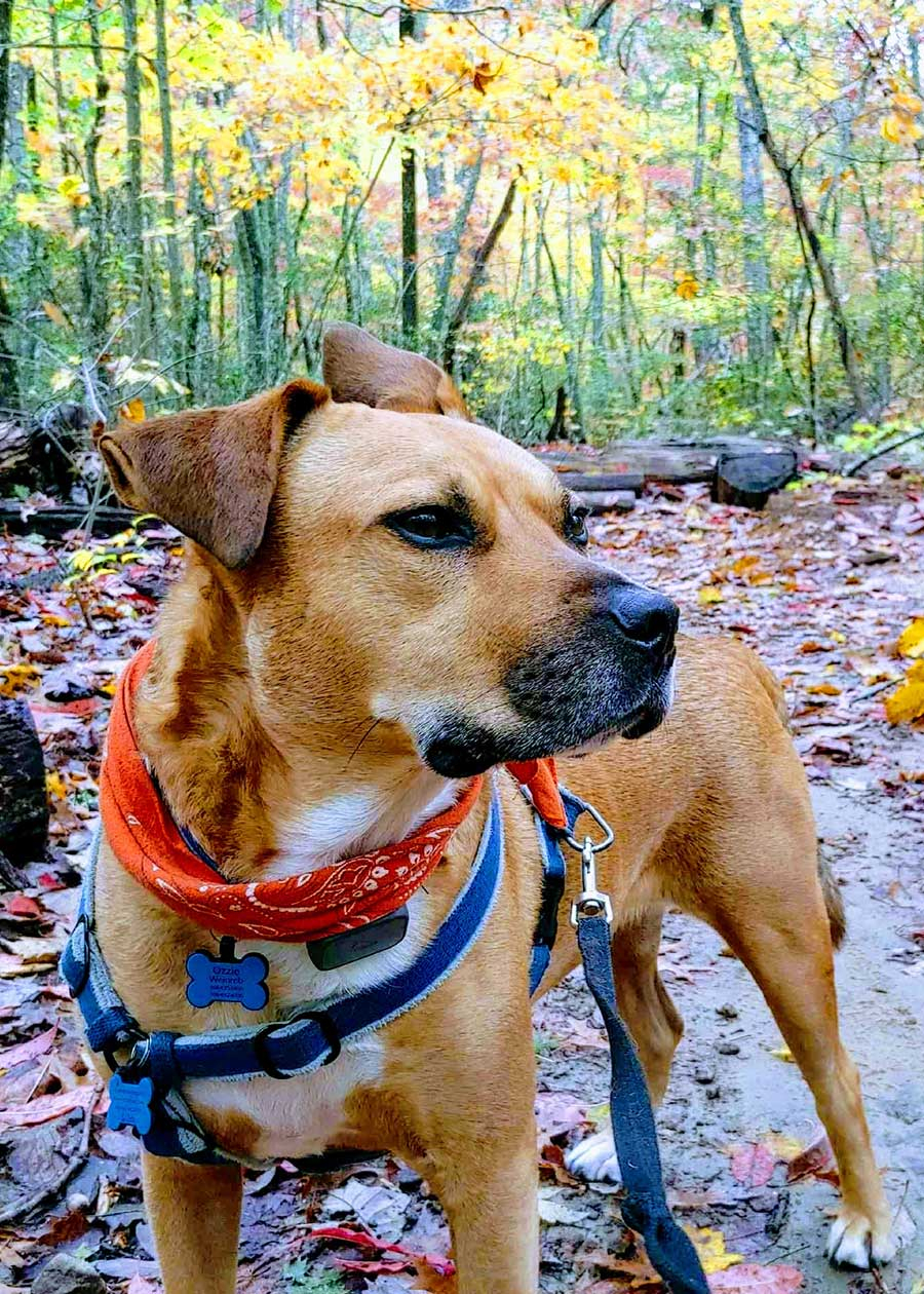 Ozzie