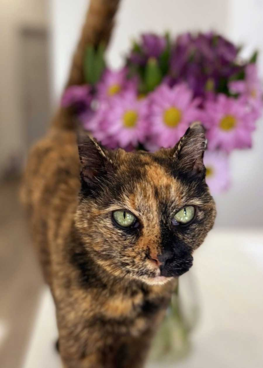 Ms. Fancy