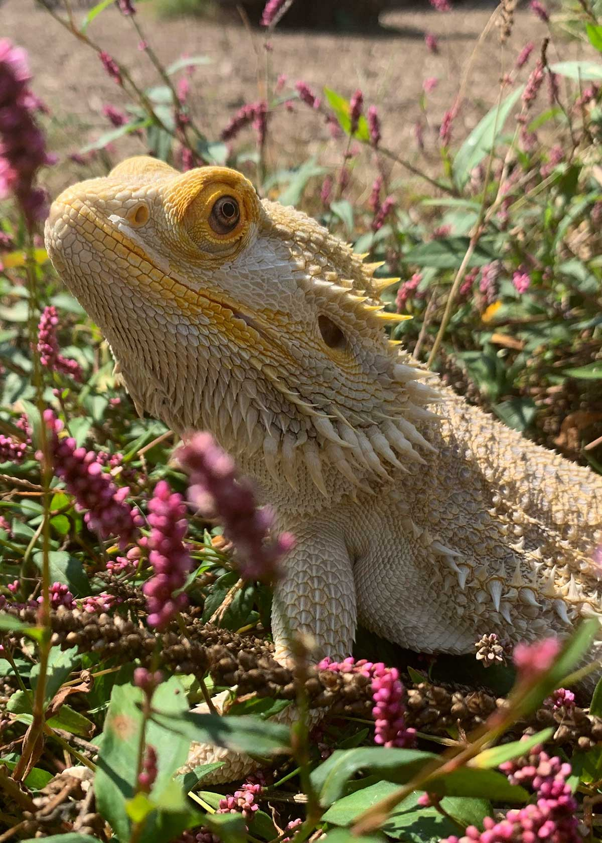 Ricardo
