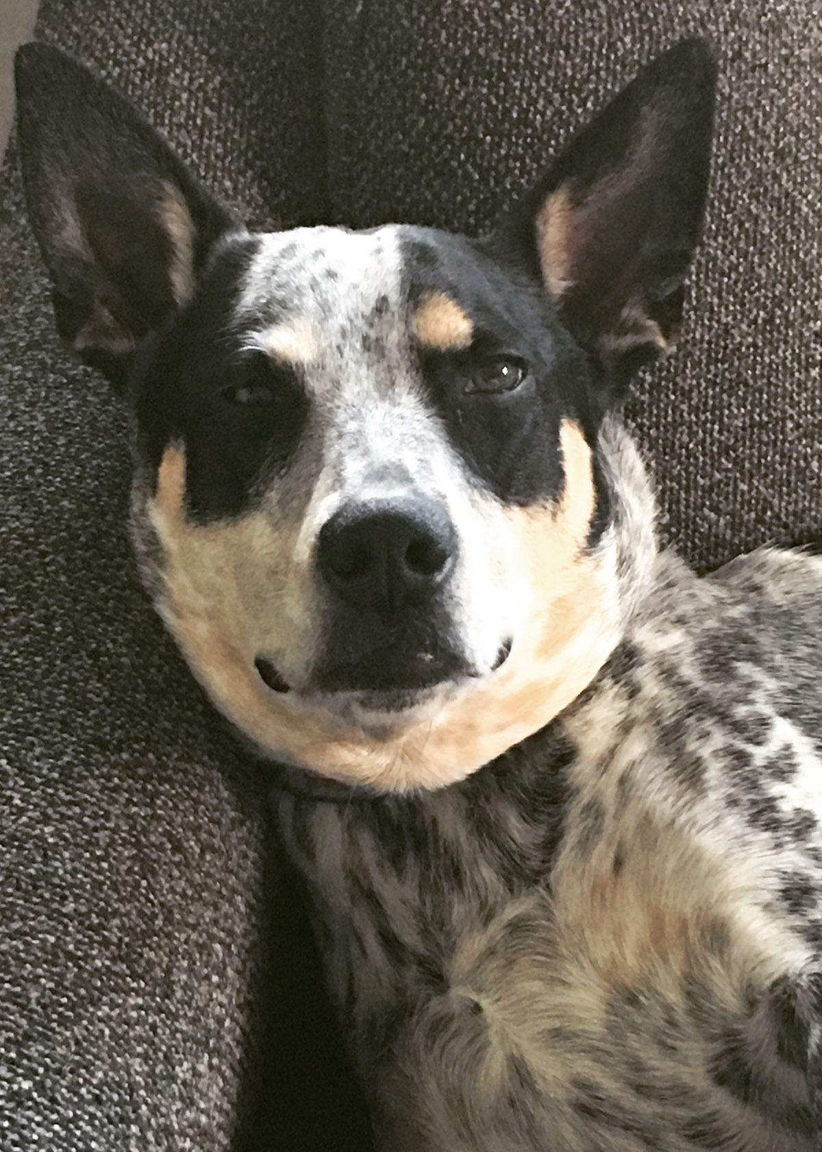 Banjo