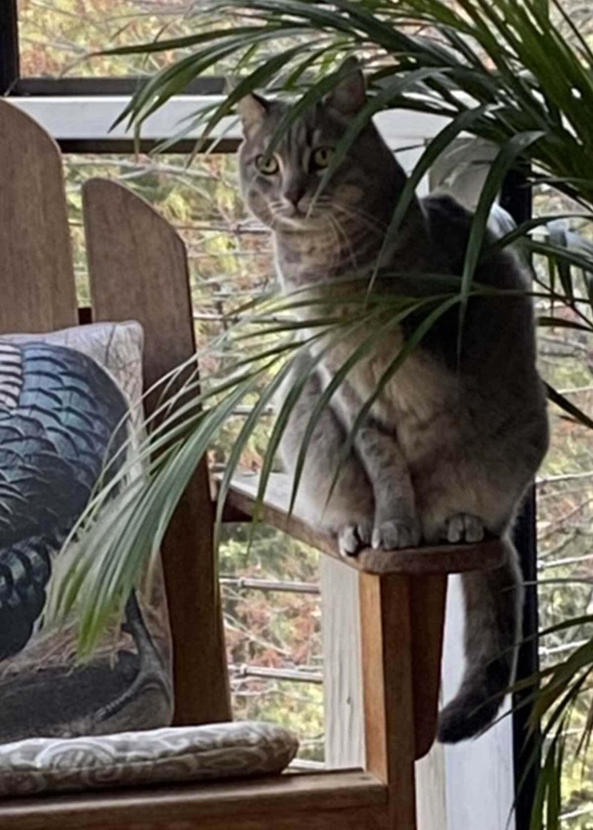 Little 3 Legs