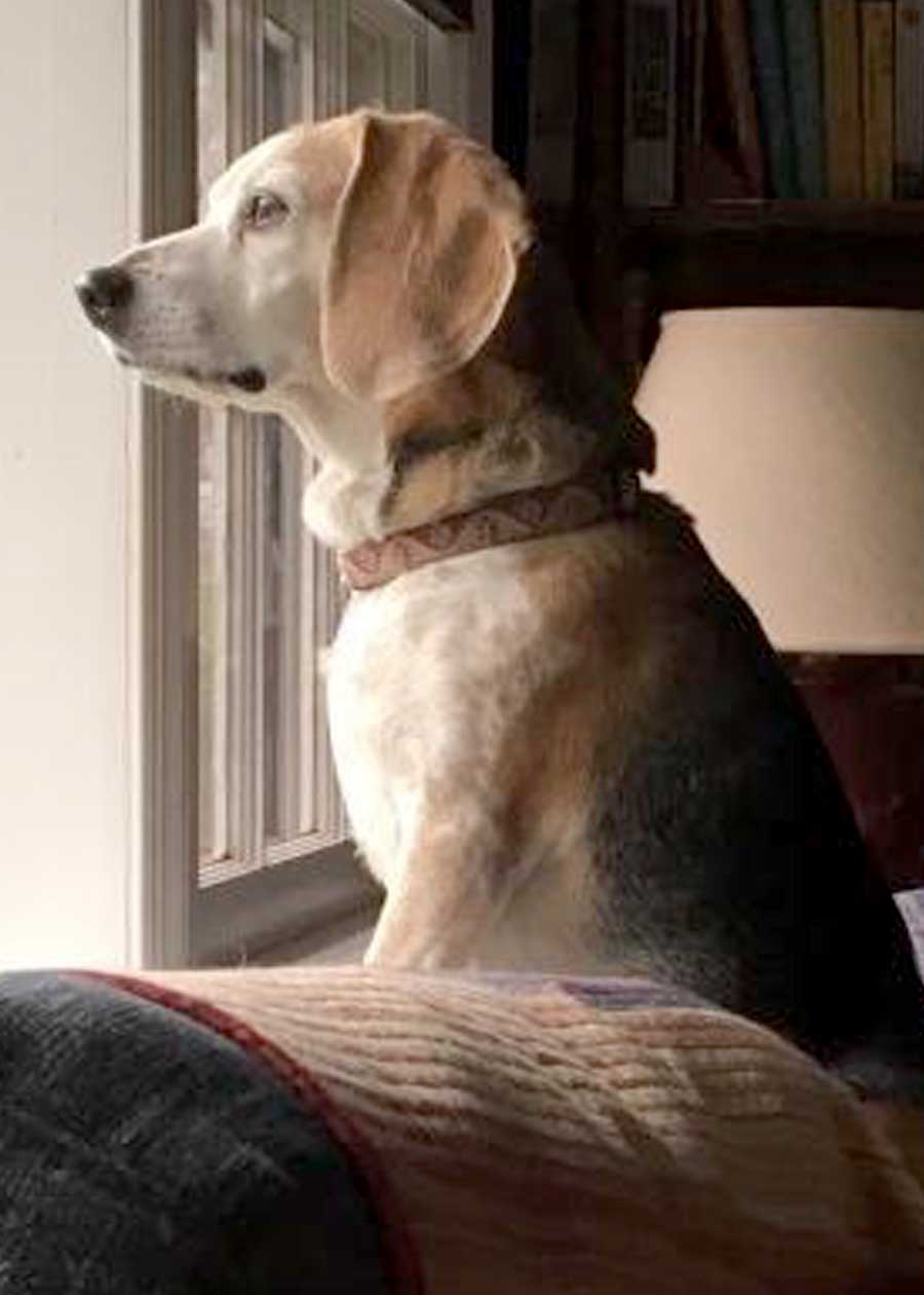 Zozo