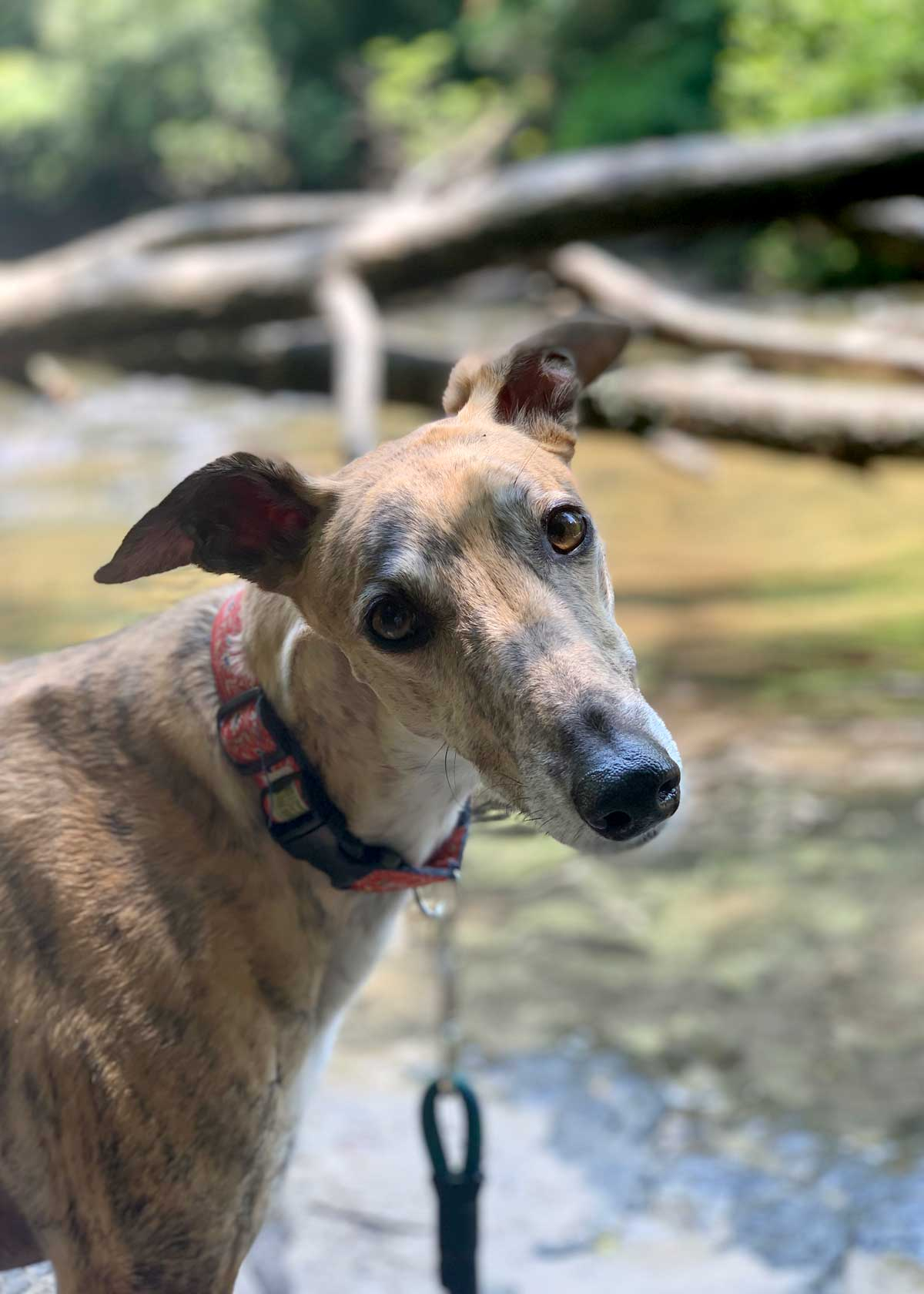 Maya
