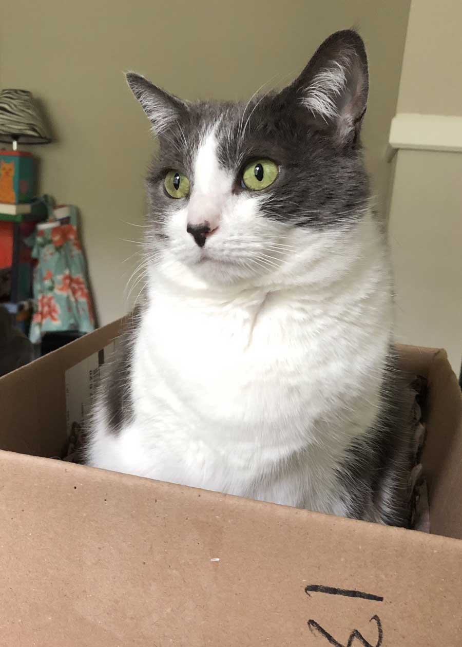 Bella (Cat)