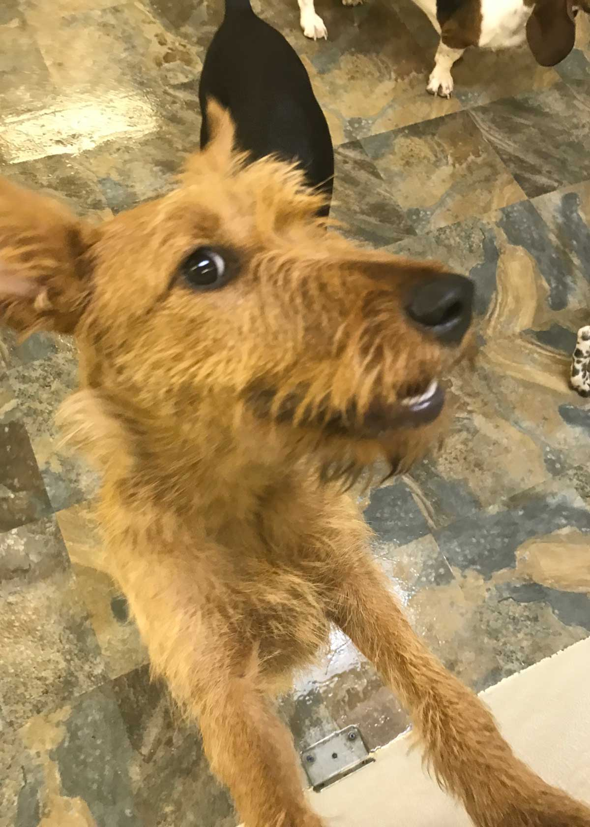 Diva