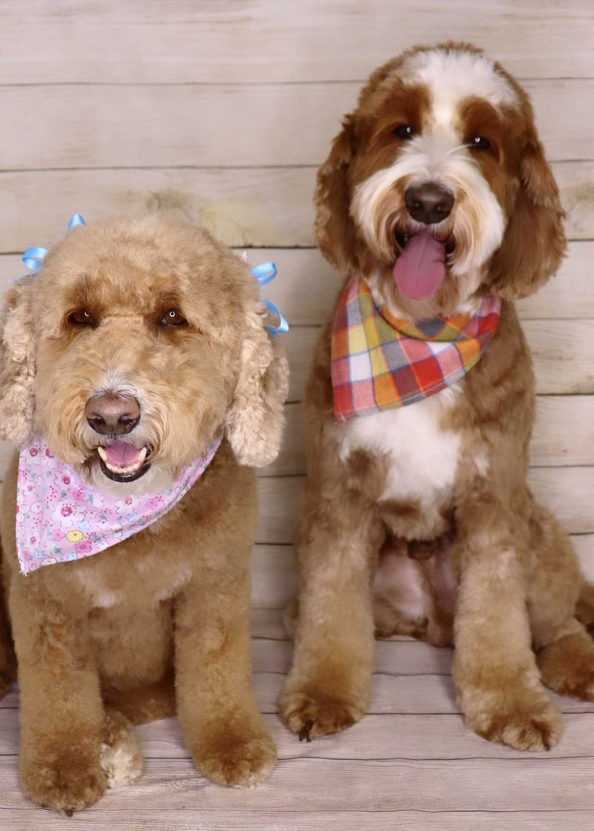 Sydney and Paddington