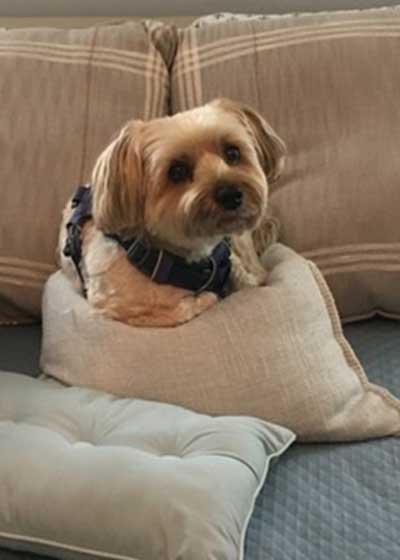 Yogi