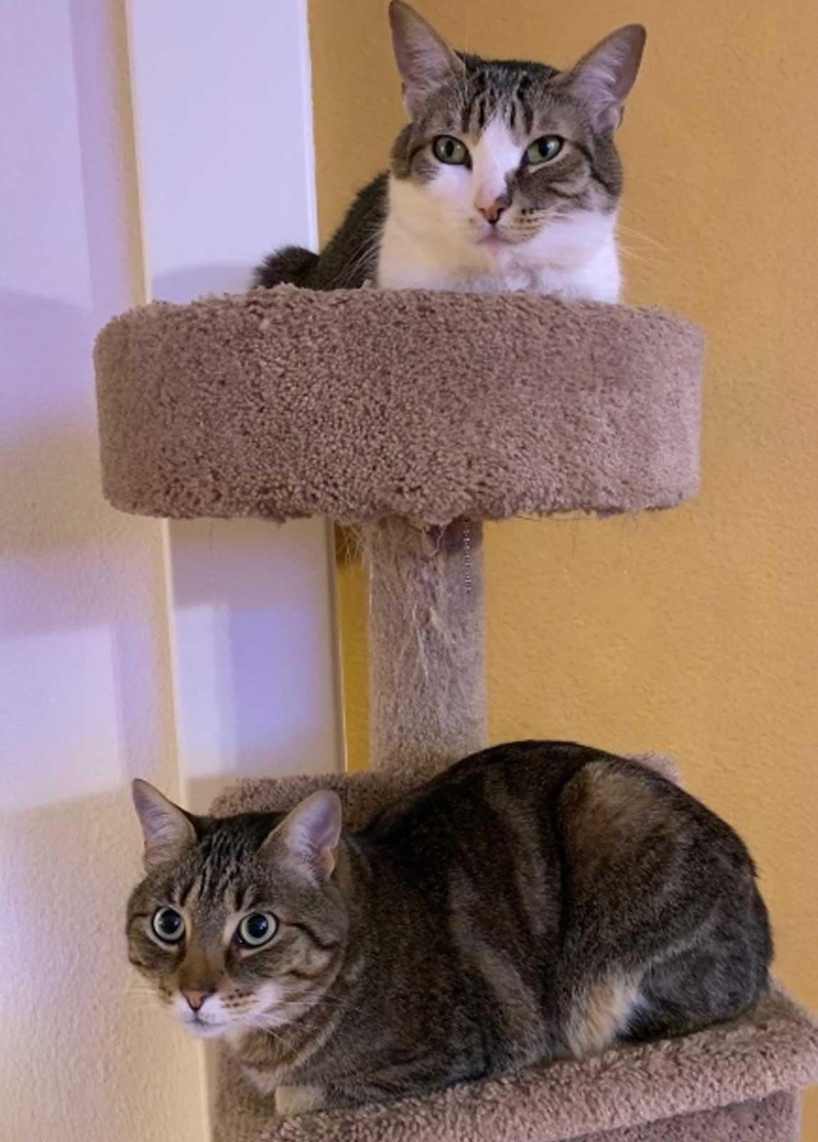 Mr Lucky and Indiana Jones