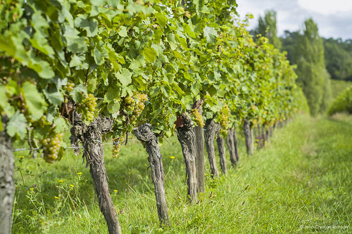Muscadelle_700px_C Wine Tours with Contrast Tours - Metro Wines Asheville