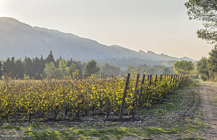 Romanin_VueFuiyanteAlpillesOuest_Oct2018_700px_C Wine Tours with Contrast Tours - Metro Wines Asheville